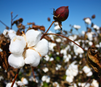 ICAC发布预测：明年全球棉花产量预计增长5% 消费量预增2%